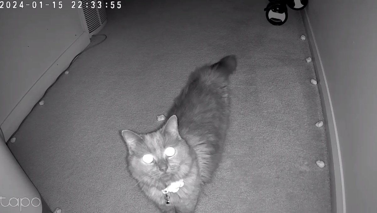 Tina 😾 tweet media