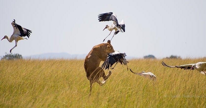 A hungry nursing lioness goes airborne to grab a migratory bird for lunch in the Masai Mara, Kenya in this dramatic shot by #wildographer & conservationist Jorge Alesanco.