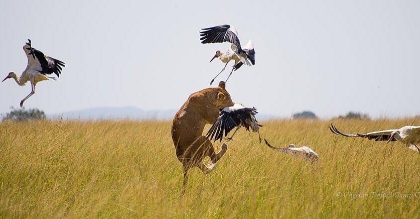 edwereddie's tweet photo. A hungry nursing lioness goes airborne to grab a migratory bird for lunch in the Masai Mara, Kenya in this dramatic shot by #wildographer & conservationist Jorge Alesanco. https://t.co/LAM5anMns1