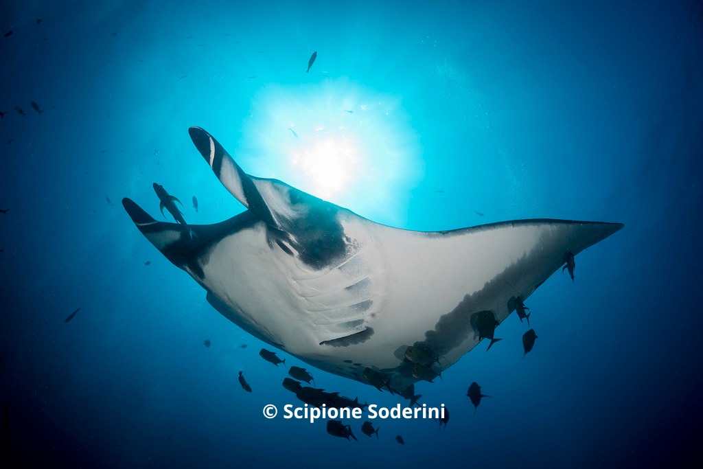 📷MALDIVES- TOP LIVEABOARD OFFER: WHITE PEARL 📷
📷7 and 10 nights Jan - Mar 2024 | Deep South &amp; Central Atolls
starting from EUR 2690 with -15% OFF !! 📷
Whatsapp us for all details:  wa.me/message/IQSBTO…
Book online here: 📷 bit.ly/MV_WhitePearl