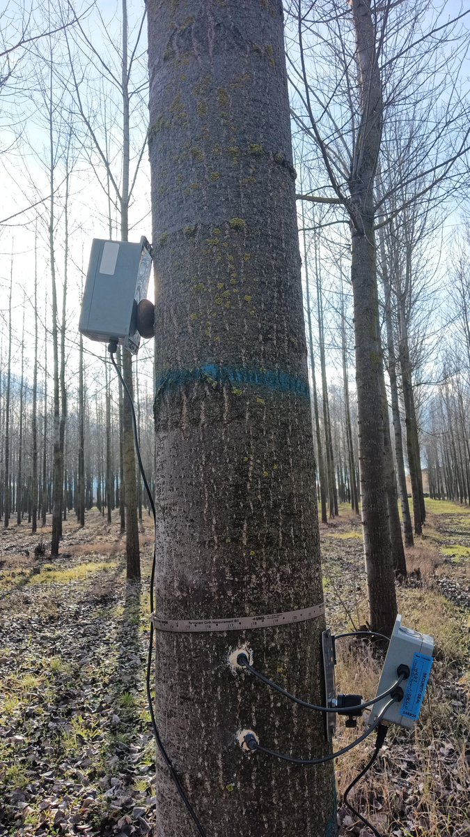 floralvareztab1's tweet photo. #naturebasedsolutions 😅

🎯 Poniendo a punto la red de sensores ecofisiológicos y de dendrómetros de las choperas.

Este año continuamos estudiando el estrés hídrico en diferentes clones de #chopo, con medidores de flujo de savia, crecimiento, #geoslam y #Sentinel2 https://t.co/ly7YBgYpYw