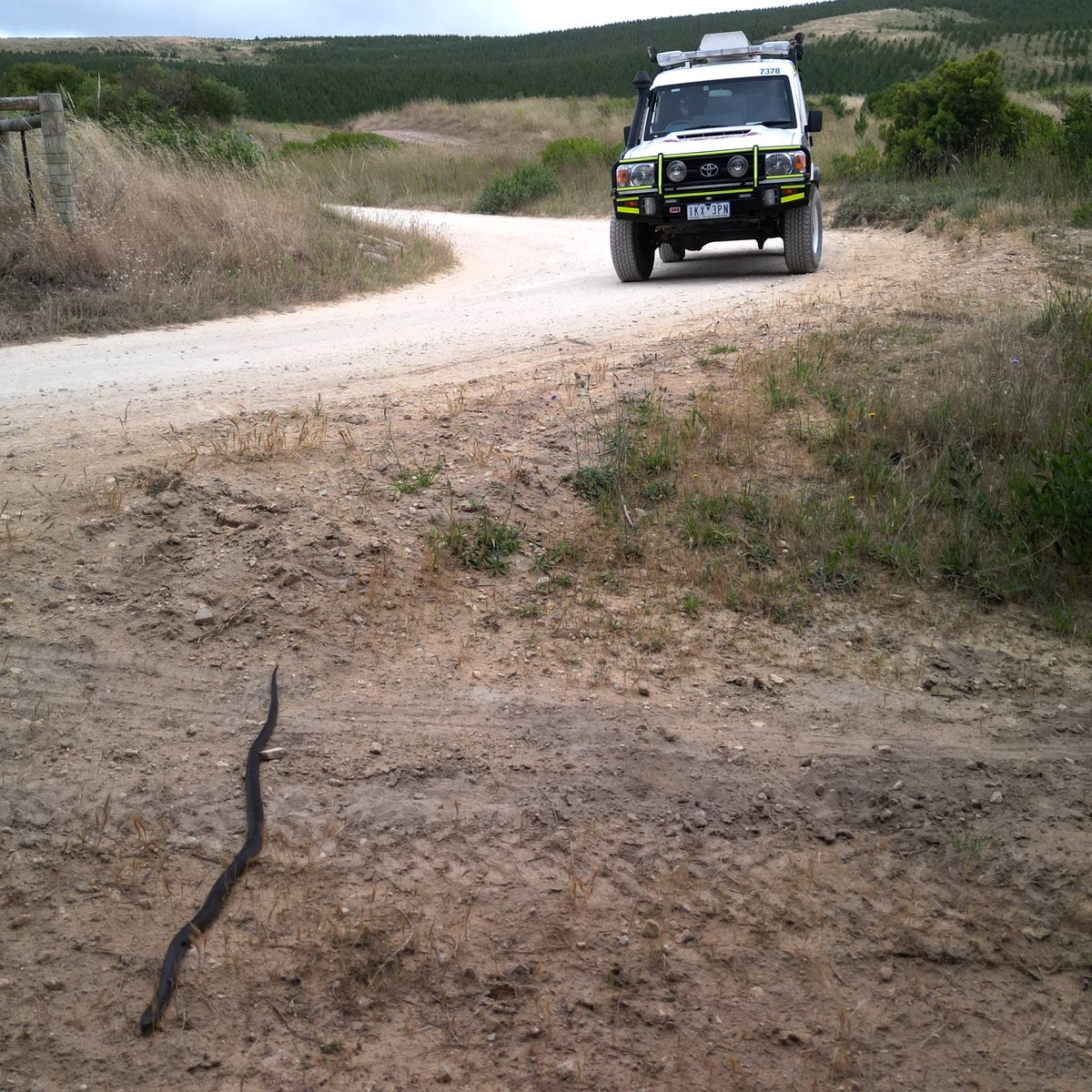 As the temperatures rise, so do the chances of encountering our slithery neighbours! 🐍 🌞 Remember: ⚠️ Stay alert and prepared for snake encounters 🤠 Equip yourself with proper first aid gear 👢 Wear suitable clothing and footwear bit.ly/48sgrvU