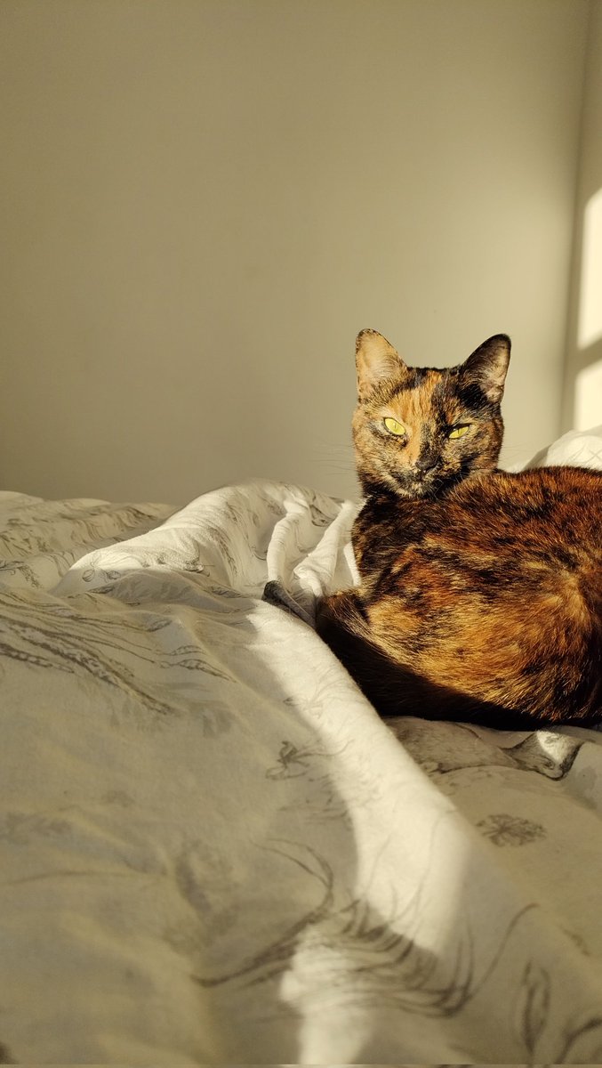 pulchramen's tweet photo. Rejected from 2 comic cons in one day, please con god's let me through the waitlist

(My cutest cinder for joy) https://t.co/Acw2GNOmVz