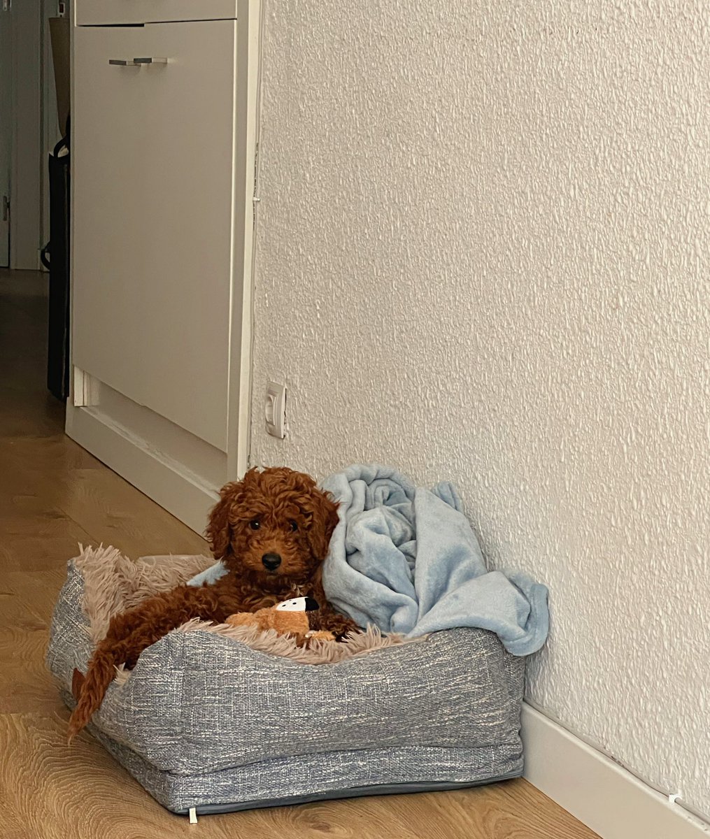 Mostri, gracias a ti somos una familia ❤️
ya no nos imaginamos la vida sin ti