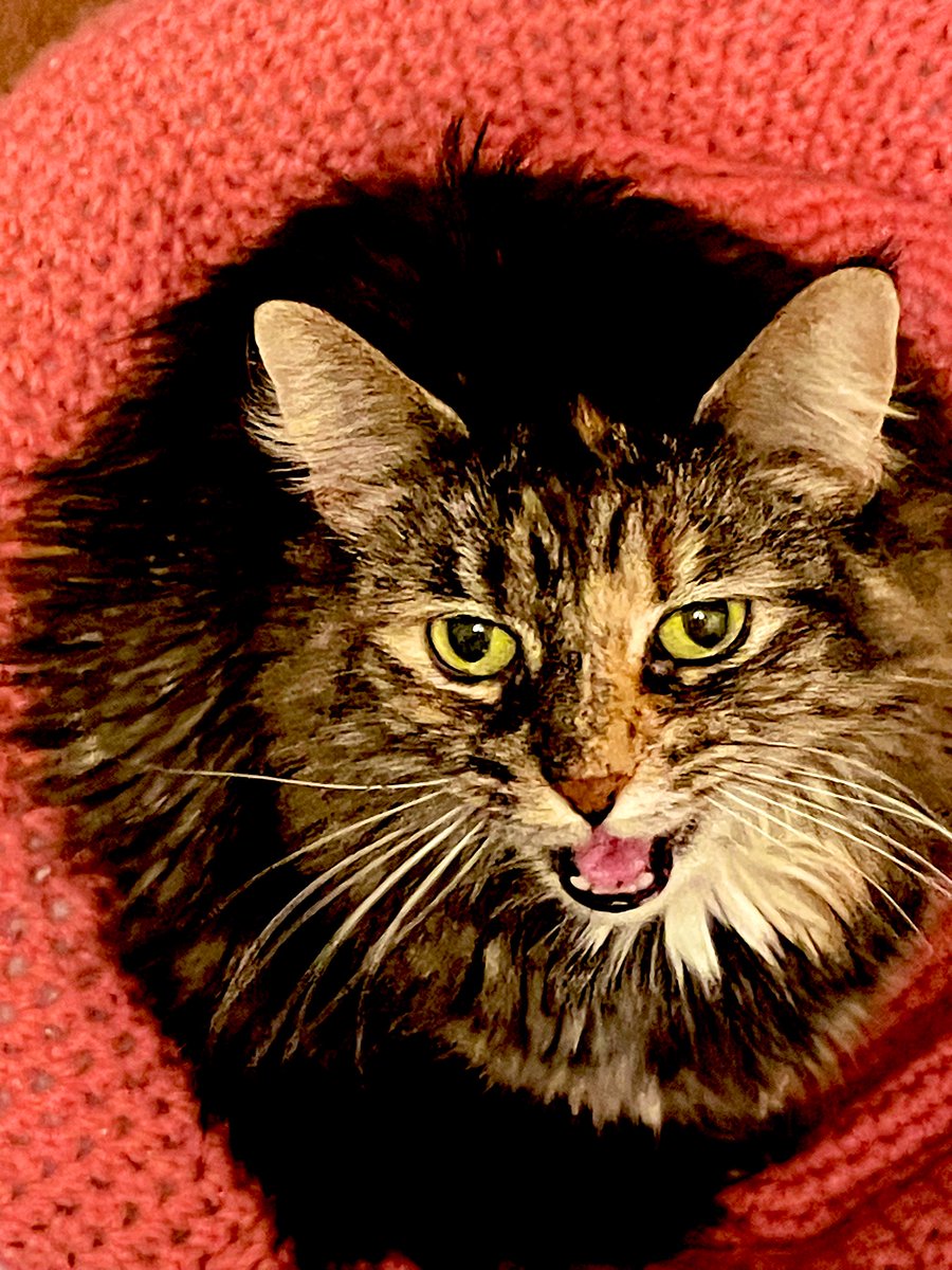 Sorry for abrupt end of stream. Anxiety hit me for no real reason and instead of pushing through I am choosing to look after my mental health first. 

Here’s a photo of Hazelnut