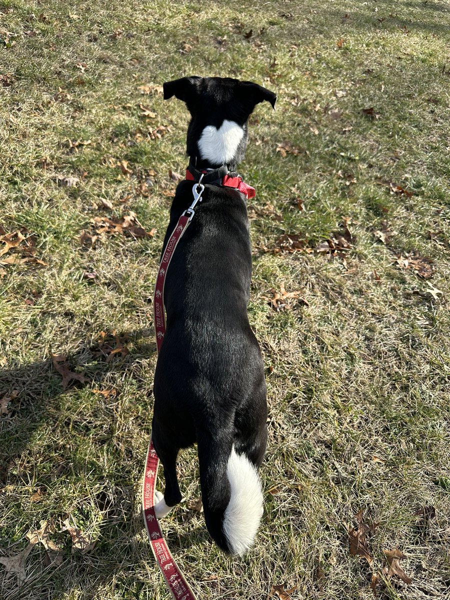 KellyMoore1586's tweet photo. Introducing our newest foster Noelle! Instantly in love. She is the sweetest! Available for adoption through American Lab Rescue (ALR)
Noelle has a heart on her neck ❤️
https://t.co/IATEZmCbW4 https://t.co/182Zx9OlID