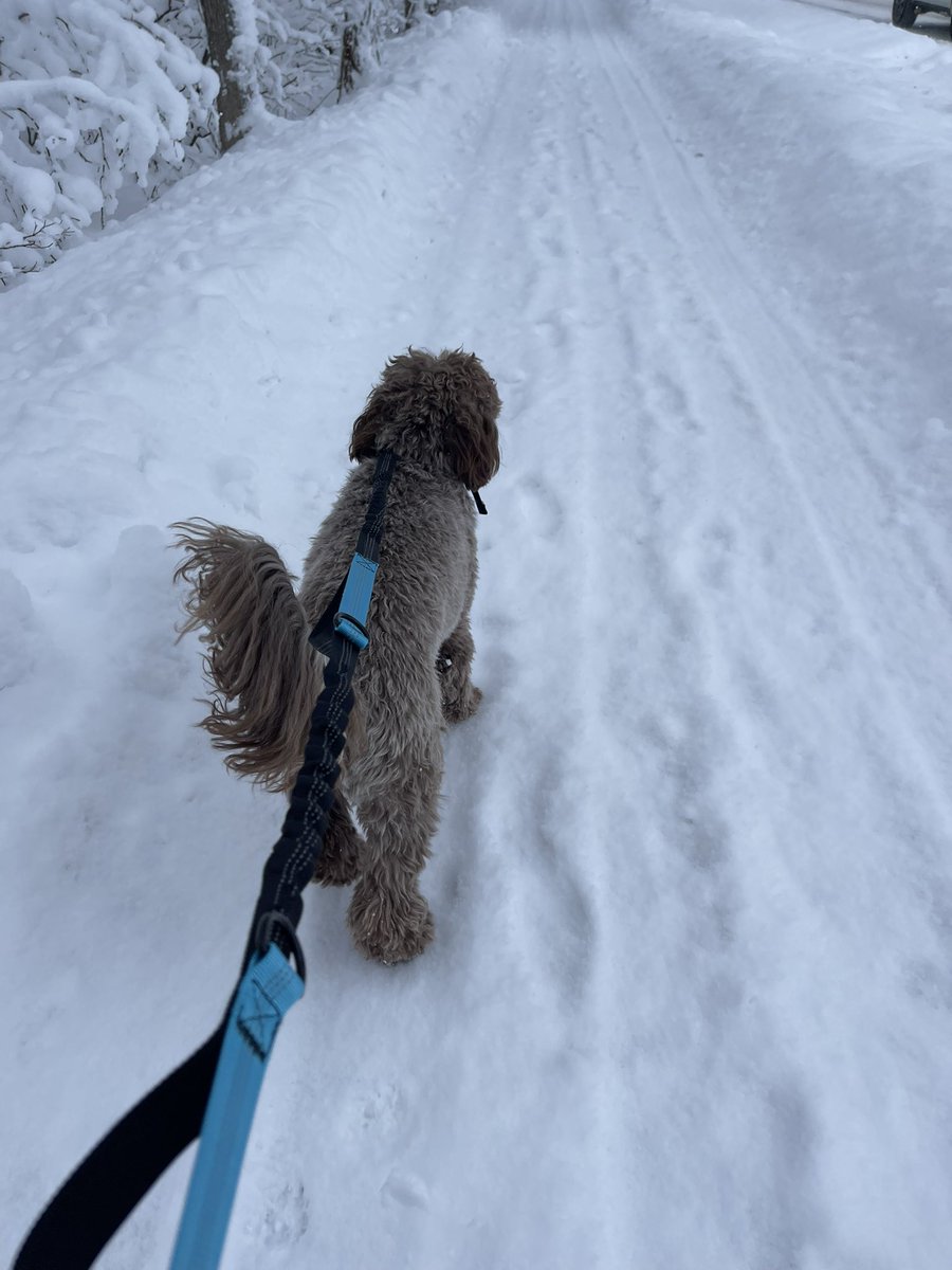 karrie_joy's tweet photo. My mind was here 🌴☀️, unfortunately I was not ❄️. It wasn’t a lot of miles but snowy/icy runs count double - right? 🤪
#stillsnowing
#readyforsomesun
#thinkgoodthoughts
#findyourhappyplace
#chooseyou
#choosehappy https://t.co/68IAEebHJ6
