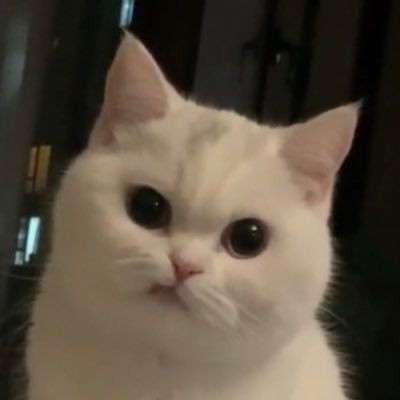 catsdotjpg's tweet photo. https://t.co/2fVlih5Jai