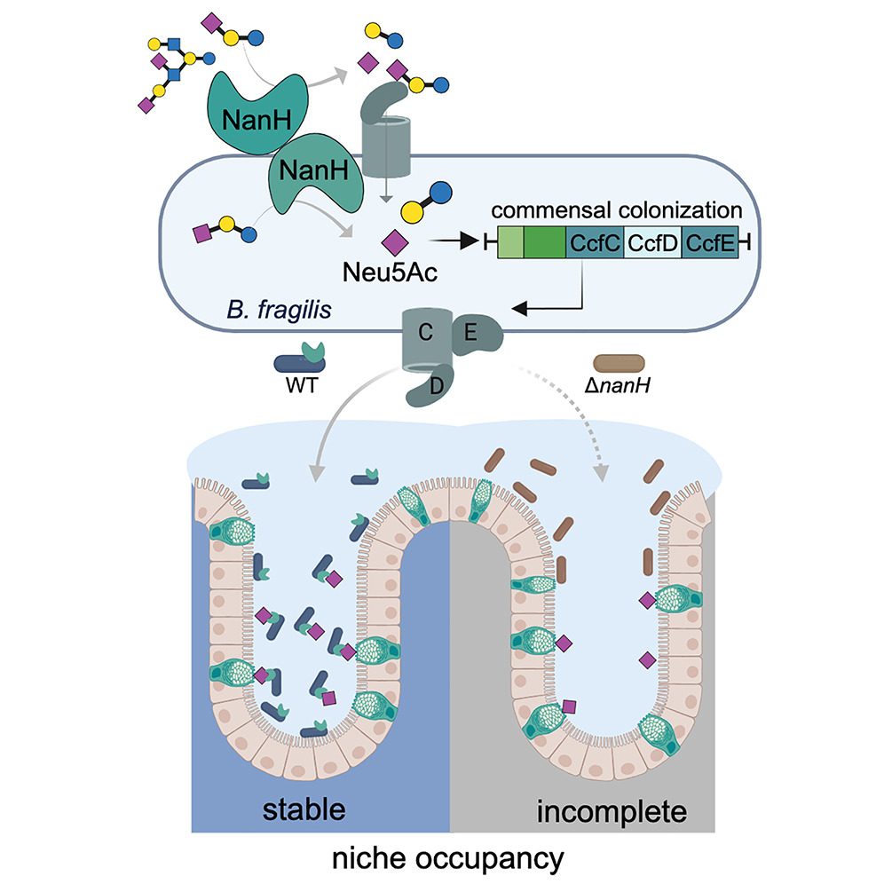 Thrilled to share our latest paper on commensal colonization during early life! This study explores how human milk oligosaccharides trigger the colonization program in Bacteroides fragilis. 🍼👶🦠 sciencedirect.com/science/articl…