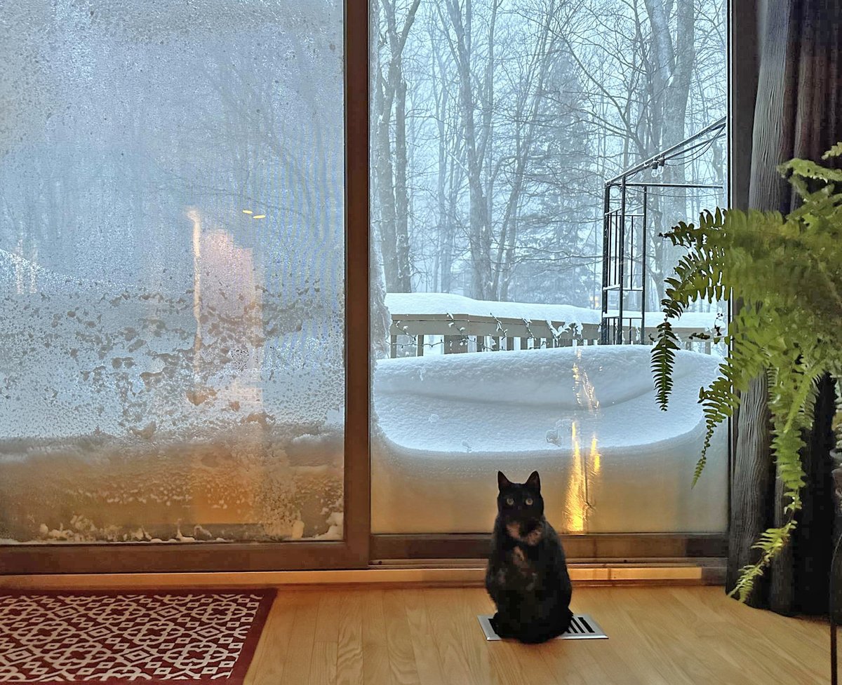 LorenzoTheCat's tweet photo. Buffalo, New York---notice how this smart girl is sitting right on the heat vent. And she ain't moving. https://t.co/uTZKpnd8YN