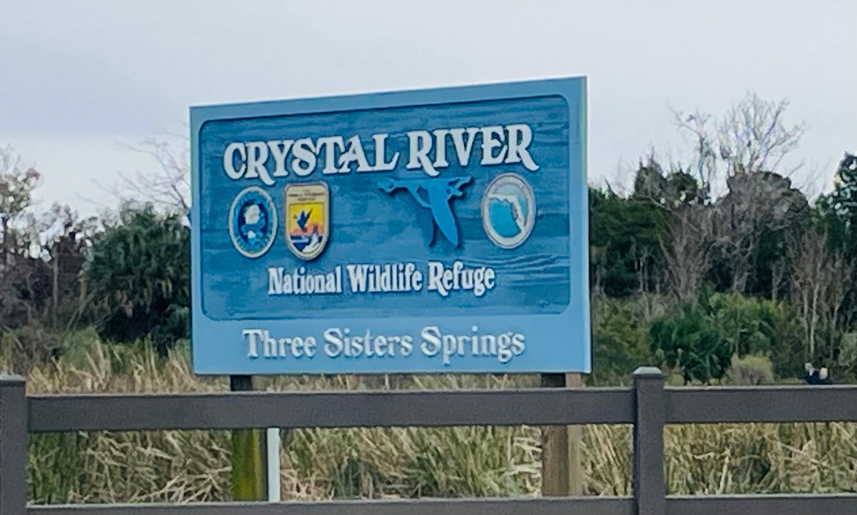 sz_ripa's tweet photo. Hundreds of manatees #ThreeSistersSprings @CrystalRiver_FL! ❤️ 🫶❤️ #manatees https://t.co/EvuAuuaITx