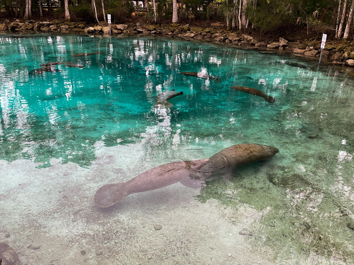 sz_ripa's tweet photo. Hundreds of manatees #ThreeSistersSprings @CrystalRiver_FL! ❤️ 🫶❤️ #manatees https://t.co/EvuAuuaITx