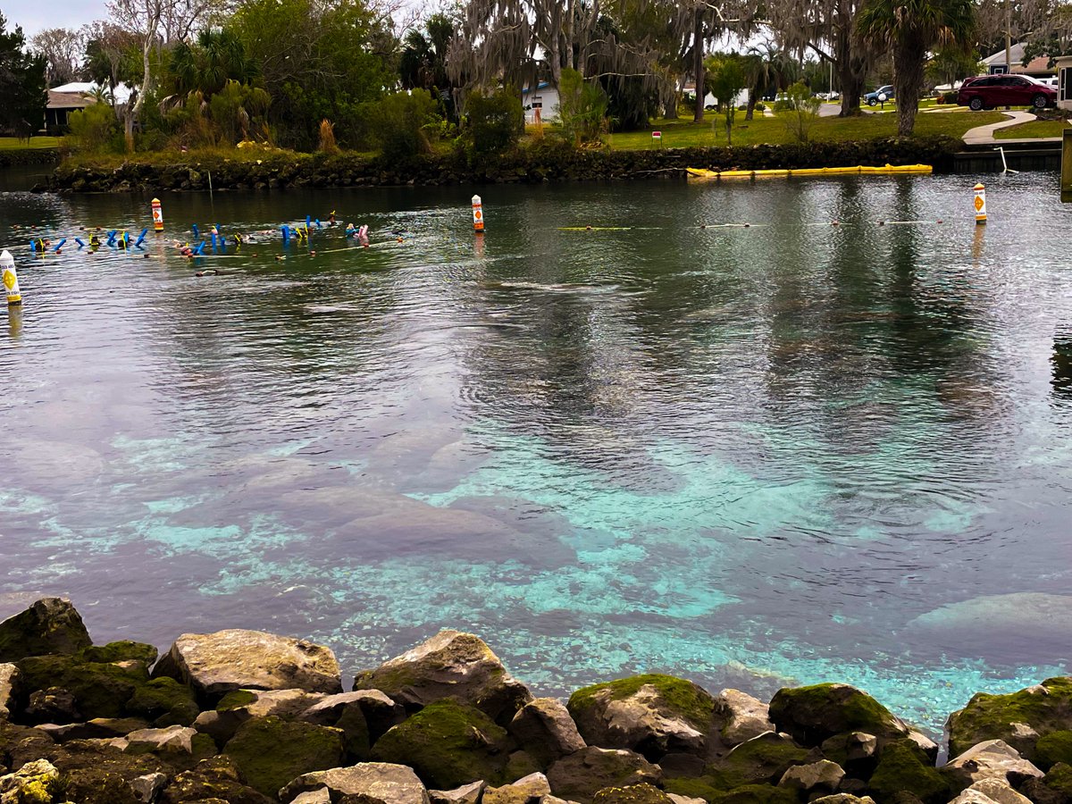 sz_ripa's tweet photo. Hundreds of manatees #ThreeSistersSprings @CrystalRiver_FL! ❤️ 🫶❤️ #manatees https://t.co/EvuAuuaITx