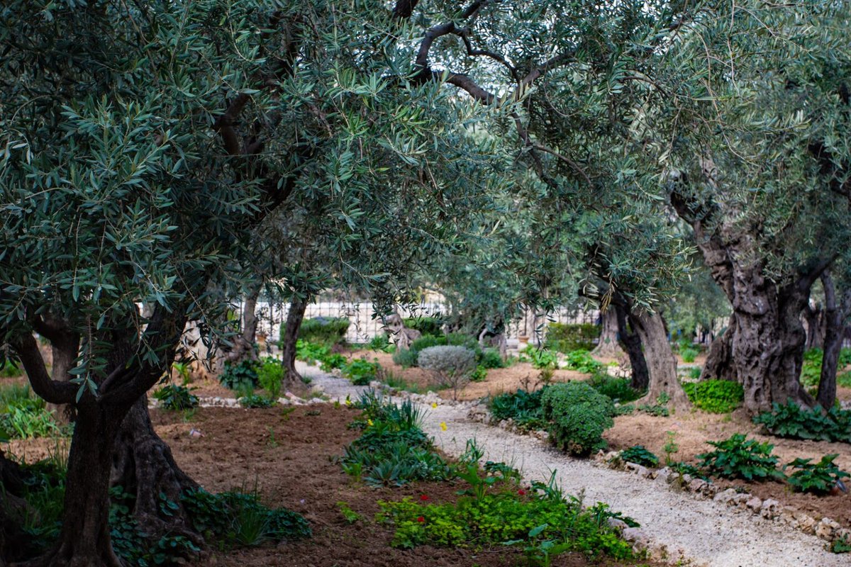 'He went out under the grey leaves, all grey and indistinct, this olive grove, and buried his dusty face in the dust of his hot hands. [...] I am alone with everyone's sorrow . . . ' — Rilke, The Olive Grove 📷 Stacey Franco, The Garden of Gethsemane