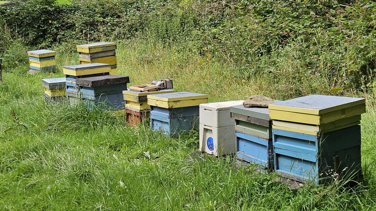 barbmilne's tweet photo. #BeeHives TheBuzz Project #Standedge nr Marsden, West Yorkshire #BlueMonday #GardensHour August '23.🐝🐝🐝 https://t.co/KbEHxO9FK1