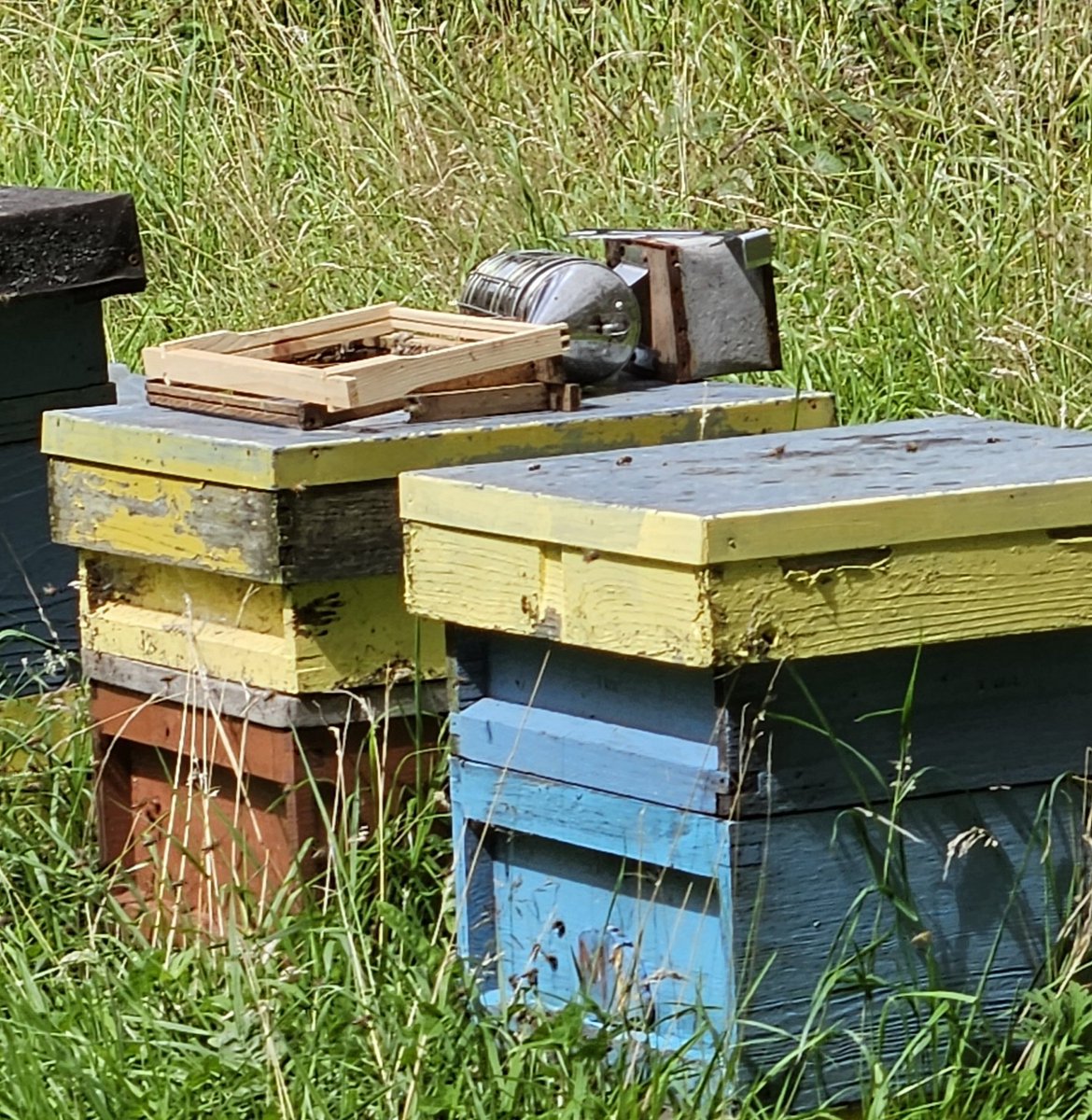 barbmilne's tweet photo. #BeeHives TheBuzz Project #Standedge nr Marsden, West Yorkshire #BlueMonday #GardensHour August '23.🐝🐝🐝 https://t.co/KbEHxO9FK1