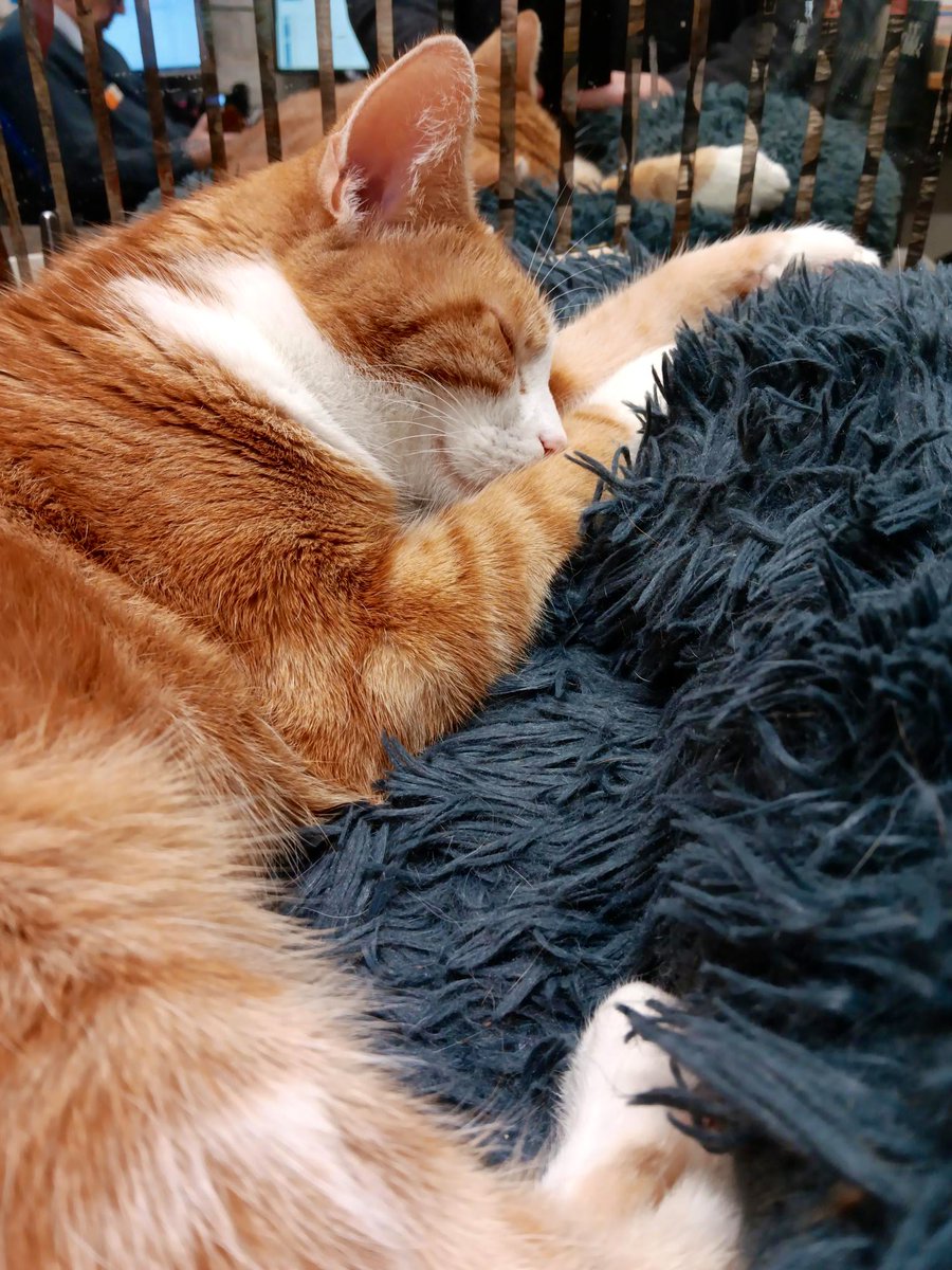 Night night sweet dreamies 

One day you'll regret how much time you spent worrying about things that didn't even matter. 

#cats #cats #Cat #CatsOnTwitter #CatsOfTwitter