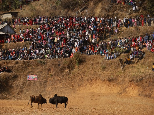 ani_digital's tweet photo. Nepal: People in Nuwakot's Taruka organise annual 'Bull Fighting'
Read @ANI Story | https://t.co/eF8LOAlJcV
#Nepal #Nuwakot #Taruka #bullfighting https://t.co/HBcIXfx5A1