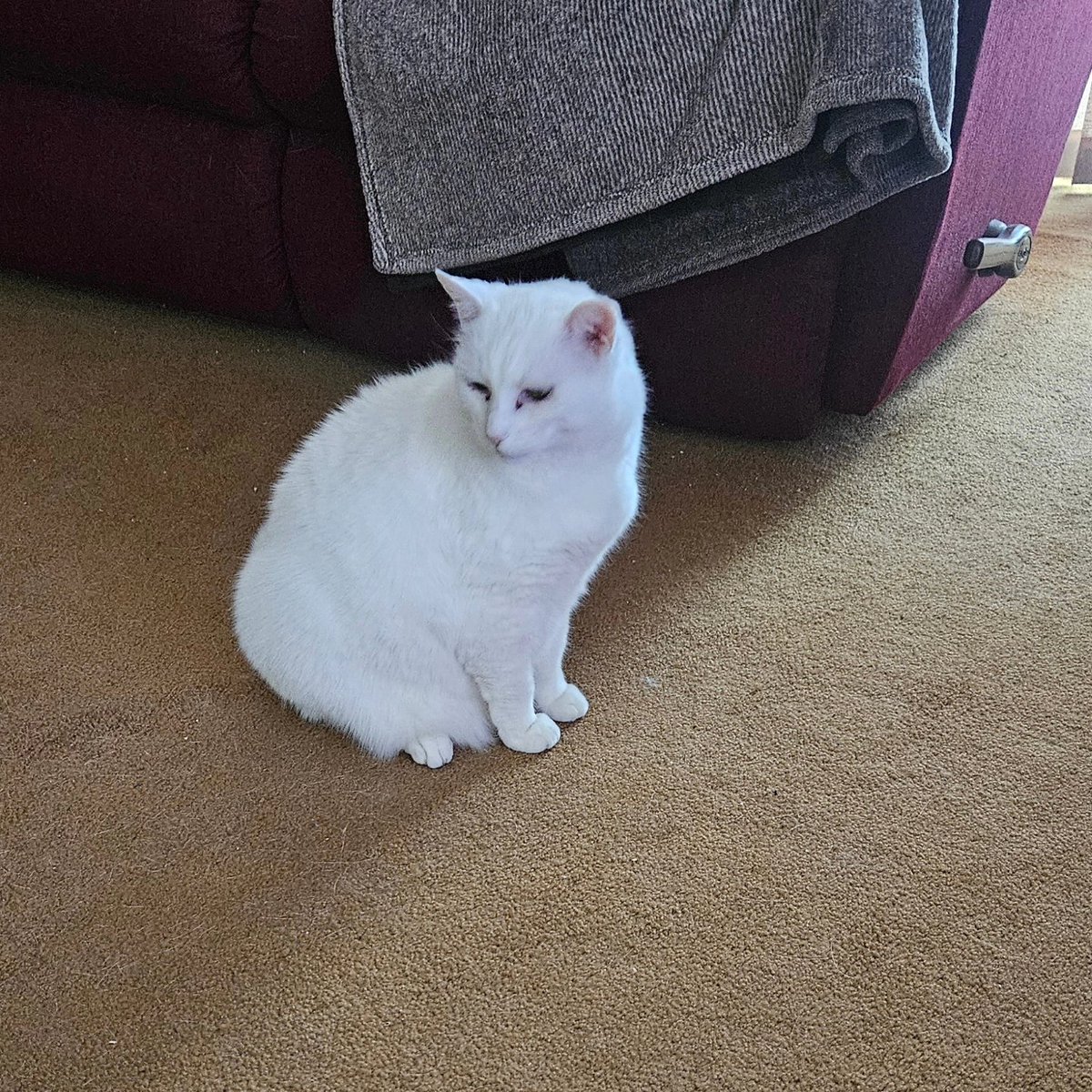 jordangeville's tweet photo. Hello, this is the kitty complaint department. Your Twitter needs more kitty pics. Sincerely, Whitey. #CatsOfTwitter #modelcat https://t.co/WPnsKnM9e0