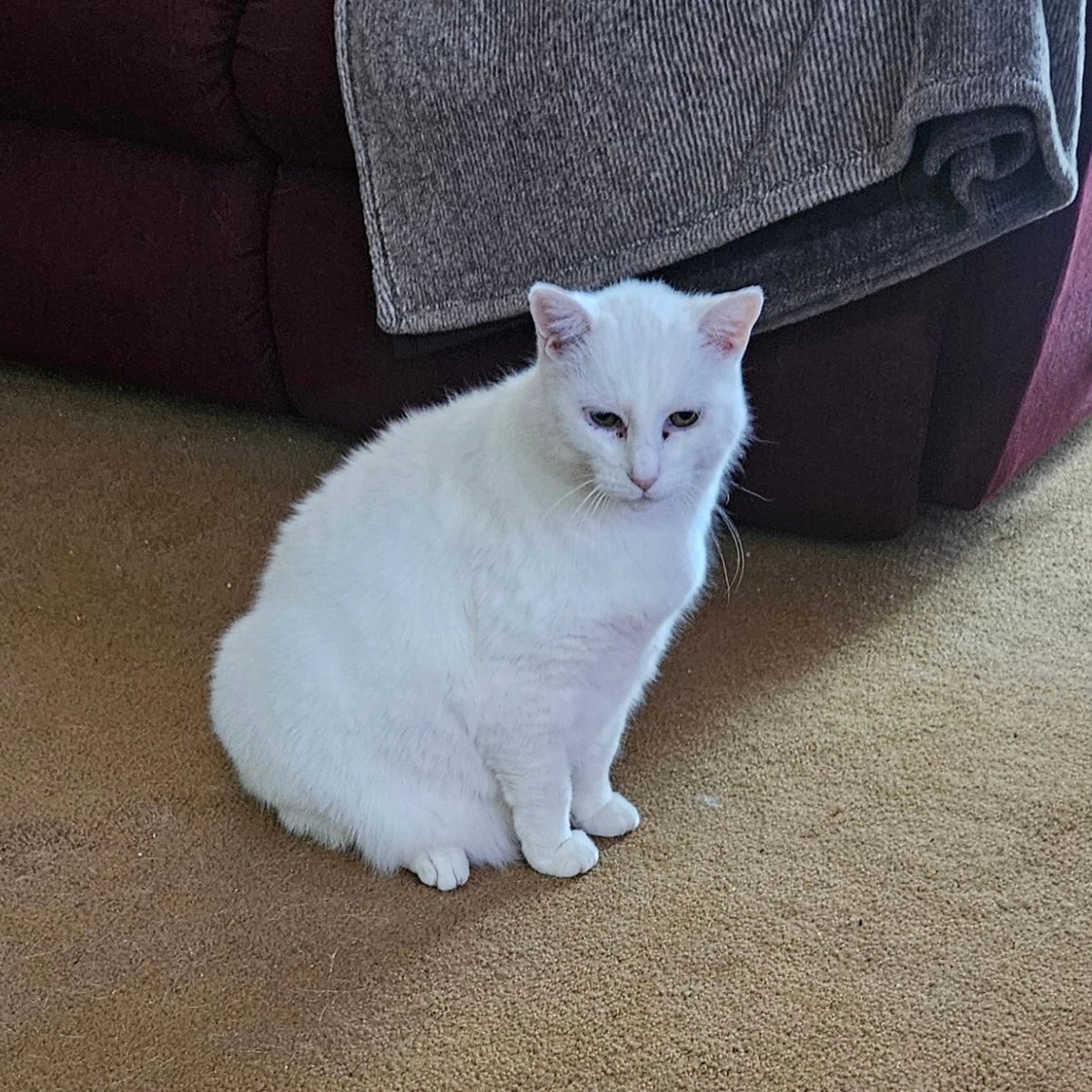 jordangeville's tweet photo. Hello, this is the kitty complaint department. Your Twitter needs more kitty pics. Sincerely, Whitey. #CatsOfTwitter #modelcat https://t.co/WPnsKnM9e0