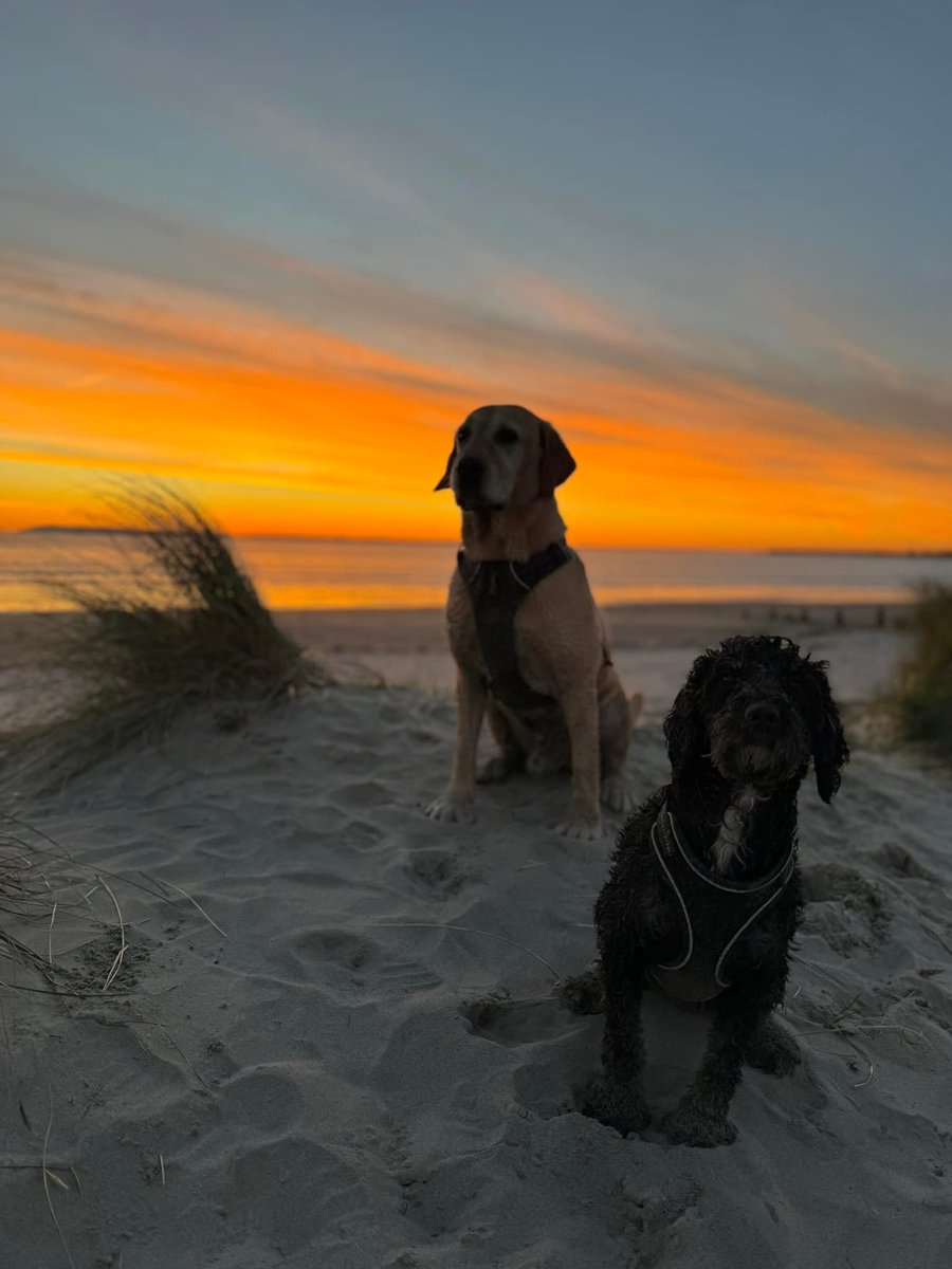A lovely afternoon with the 🐶’s at West Wittering beach!