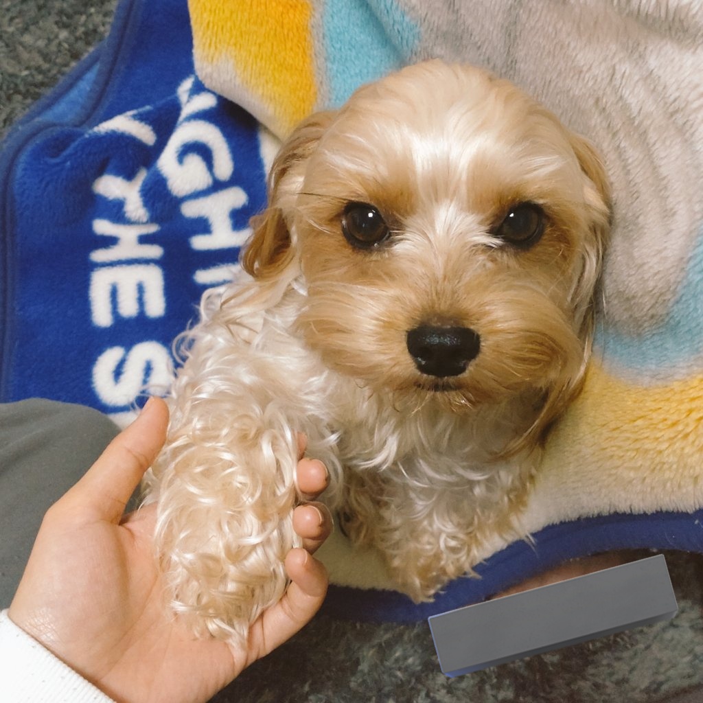 Rusan_yoki's tweet photo. オヤツくれないでしょ!と思いながらお手してる https://t.co/CrC8RE2XvX