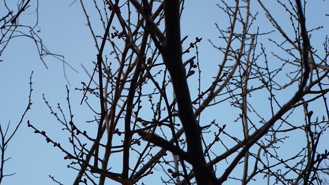 裏庭の梅の木の蕾が少しずつ大きくなってる。これが全部咲くのかと今から楽しみ✨ 