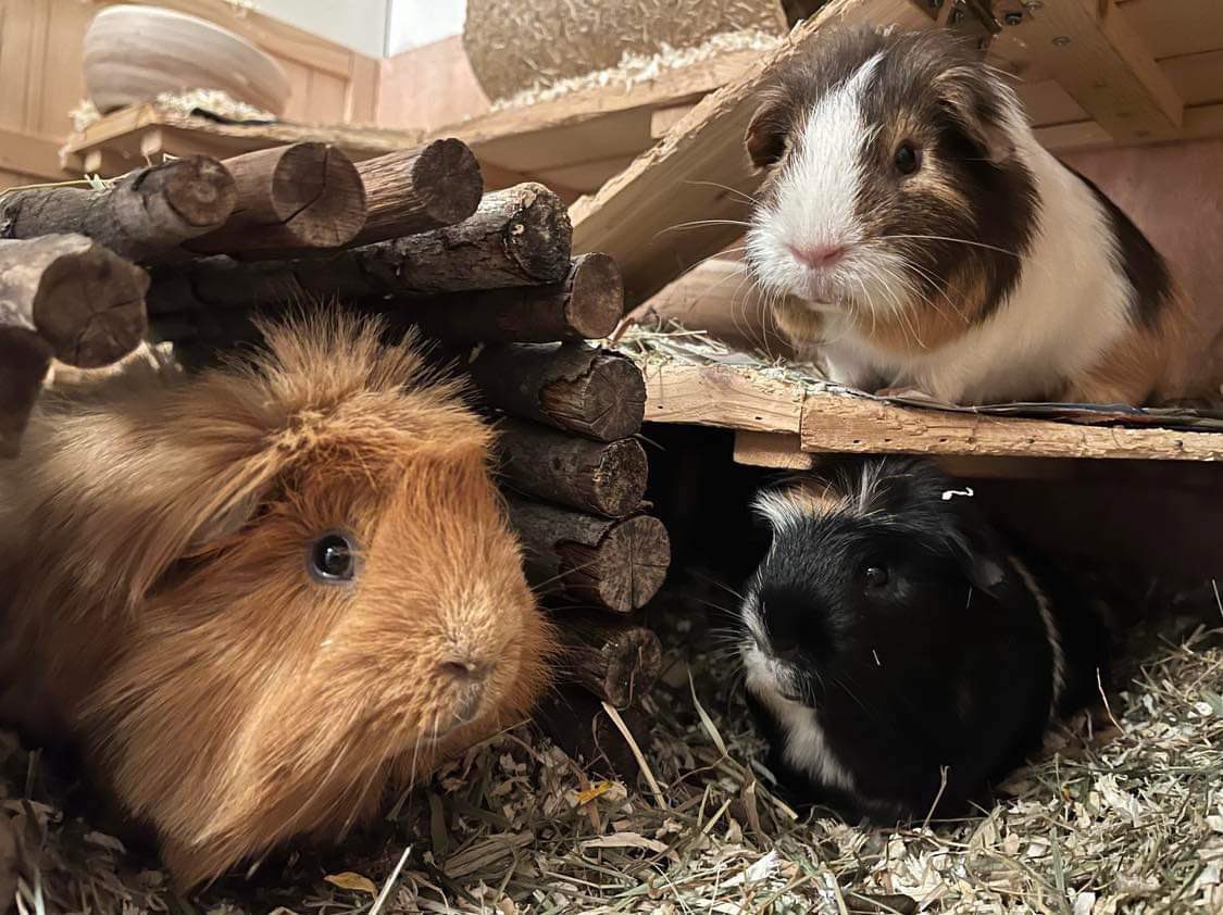 _Wolkendinge's tweet photo. ich habe heute wirklich versucht, zu schreiben, aber ich wurde abgelenkt, seht selbst: Wie soll ich mich denn so konzentrieren? #meerschweinchen #ablenkung #writerslife https://t.co/Hi6s82IgjU
