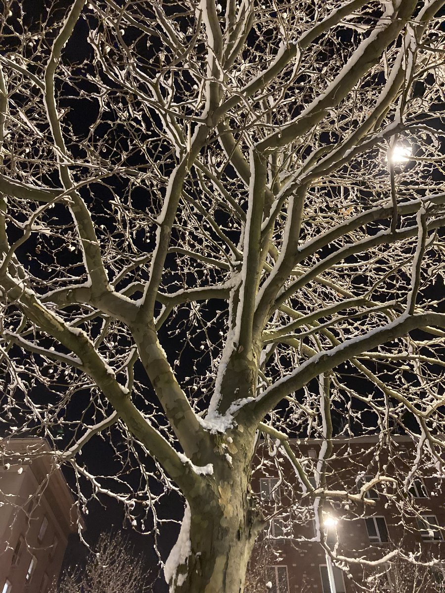 Jedno z moich ulubionych polskich słów to OKIŚĆ. Określa się tak śnieg zalegający na drzewach. Rzadkie słowo na coraz rzadsze, piękne zjawisko. Napawajcie się póki jest.