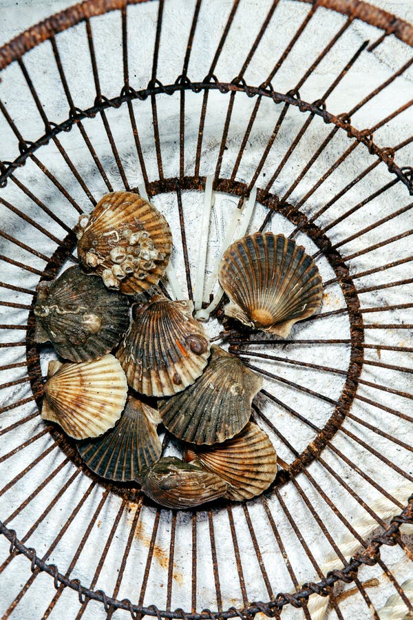 Worrying times over the Pond... '#Fishing for #Scallops When the Scallops Are Nearly All Dead' nytimes.com/2024/01/14/nyr…