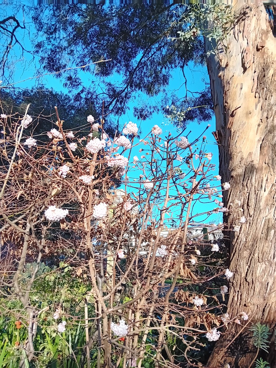NicholasRWhite's tweet photo. Early blossom at St Christopher's @StChrisHospice - start of another busy week under a chilly but cloudless sky ...🌞 https://t.co/G0xp7GENEh