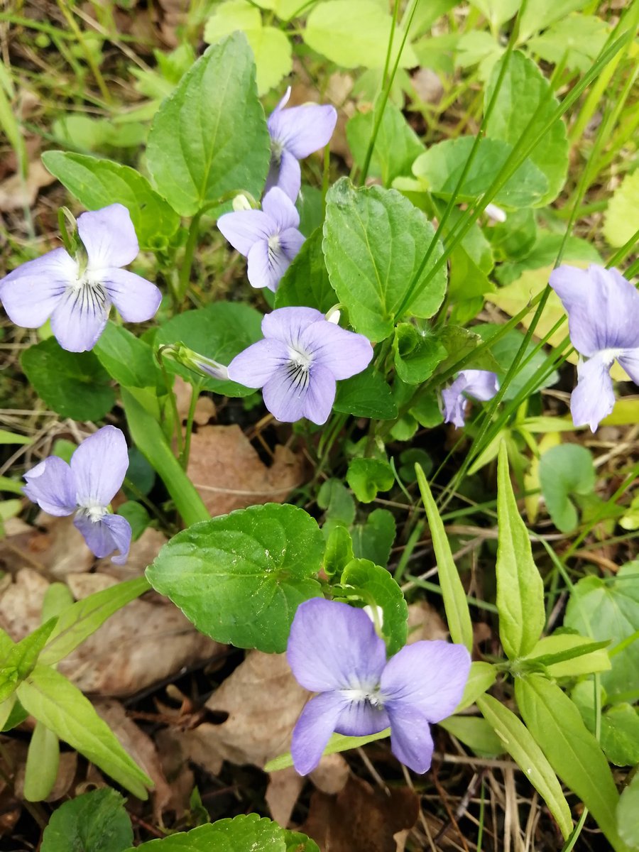 Violets youtube.com/@victoriaart99 T.me/cutecatsanddog Instagram.com/photosnature_v… #FLOWER #FlowersOfTwitter #flowerpictures #VIOLET #TwitterNatureCommunity #SPRING #VictoriaDay #beauty #naturelovers #NaturePositive #Walk