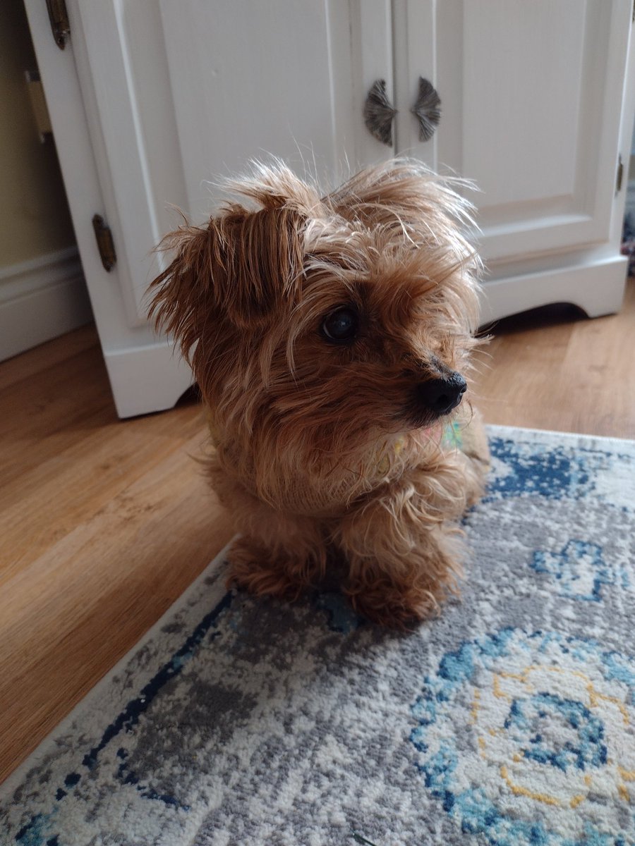 CLDBorn's tweet image. Sweetest pup in the world. ❤️