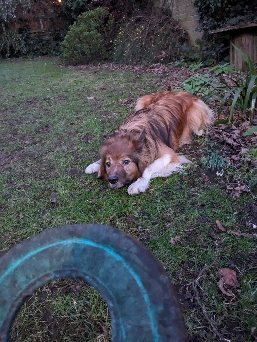 CamasTheCollie's tweet image. Late afternoon frisbee in the garden. Very cold but the promised snow hasn't arrived.  🐾🐾⭕❄️❄️❄️🌨️🙂
#BorderCollie
#GardenGames
#Freezing
#NoSnowYet
#MondayMotivaton