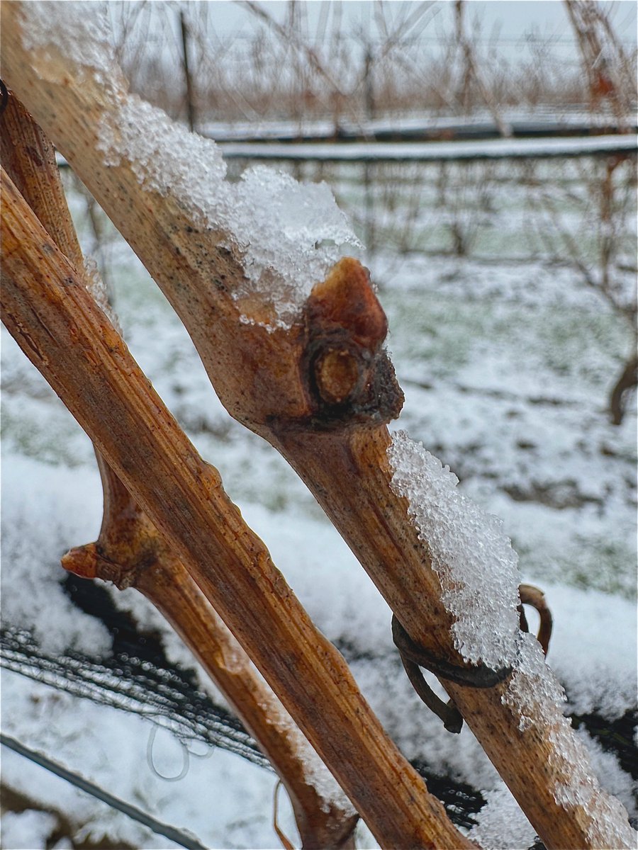 Colaneri Winery tweet media