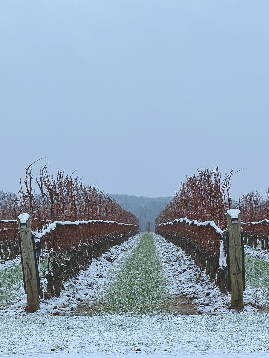 Colaneri Winery tweet media