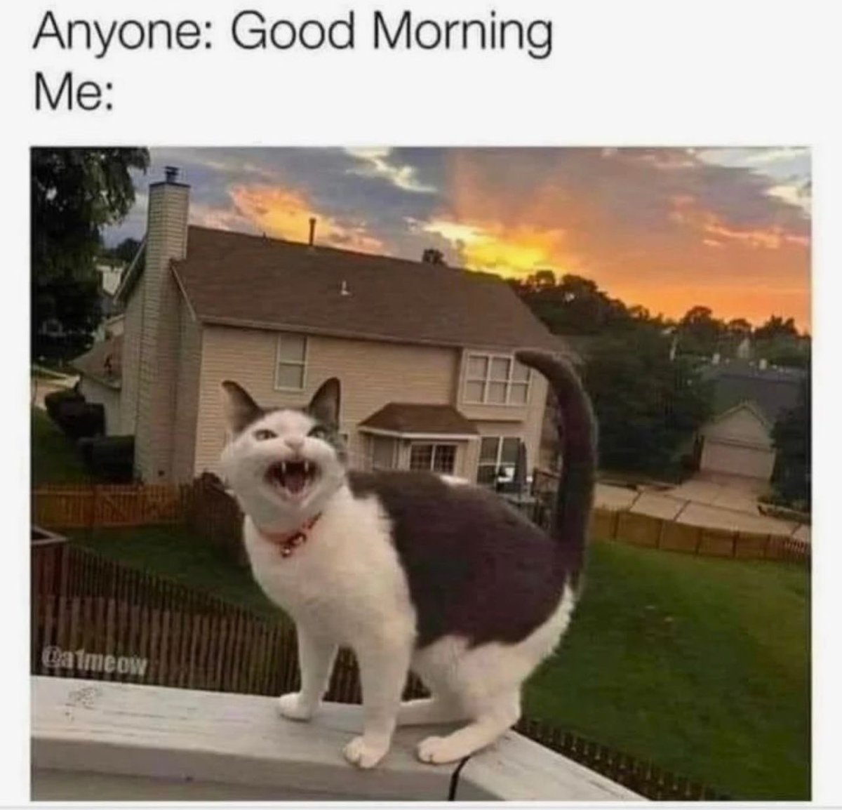 PostsOfCats's tweet photo. https://t.co/gallhrWkpf
