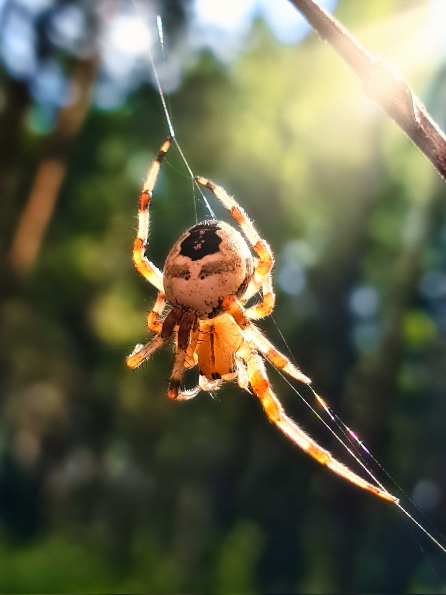 dicdocphoto's tweet photo. Крестовик
Spider cross
(Araneus diadematus)
photo: Dmitriy Grebnev, 2020
#пауккрестовик #crossspider #araneusdiadematus #spider #macro #macrophotography
#macrophotographyworld
#macro_world #mimicry
#dicdoc_macro #DicDoc #imp https://t.co/ozWofW7Y4B