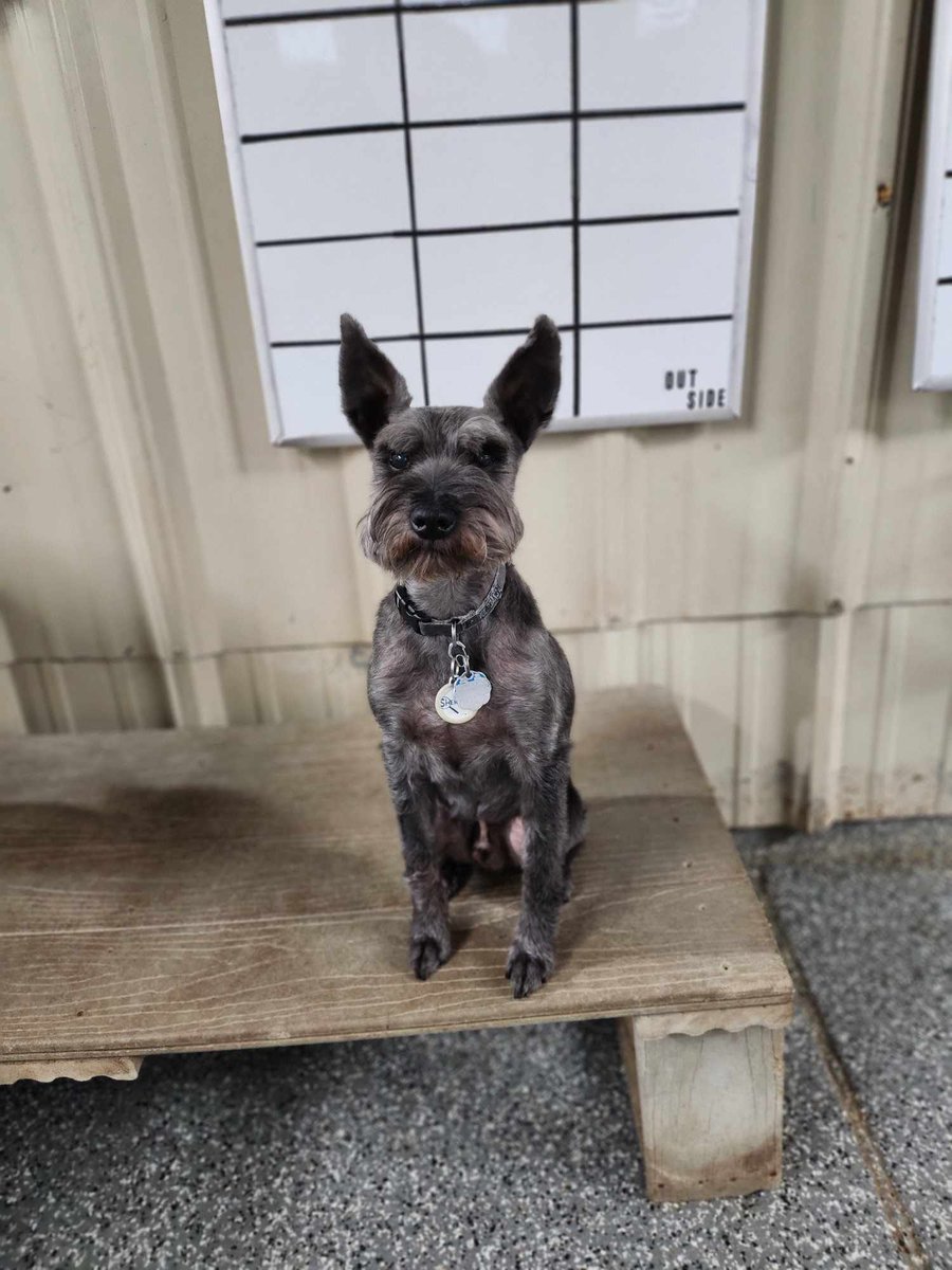 carolines pampered pet motel

#417

#ozark

#dogsofinstagram

carolinespamperedpetmotel.com

(417) 581 - 9422