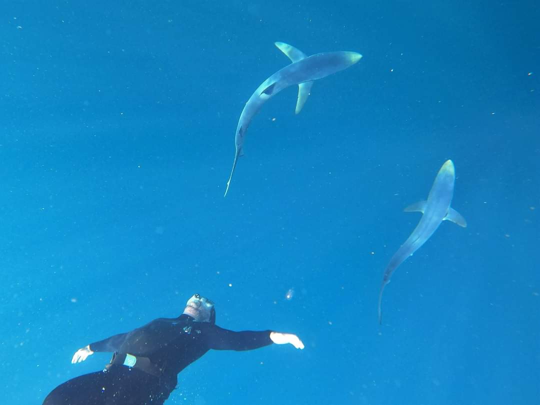 #BlueMonday is nearly over, but I'm rounding it off by remembering swimming with these beautiful blue #sharks in the deep blue sea off #Cornwall last summer 🦈