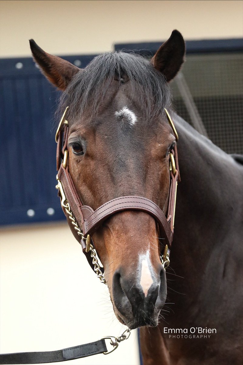 Calyx at Castlehyde Stud