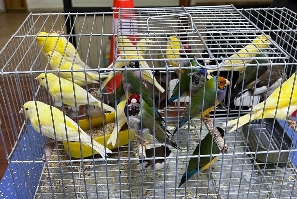sagchile's tweet photo. Una veintena de aves ornamentales fueron interceptadas en el control fronterizo #IntegraciónAustral tras un intento de ingreso clandestino detectado por @sagchile #Magallanes.
Tras constatar el estado de las aves, fueron devueltas a su país de origen 🇦🇷 para disposición final. https://t.co/BELZZlmbl0