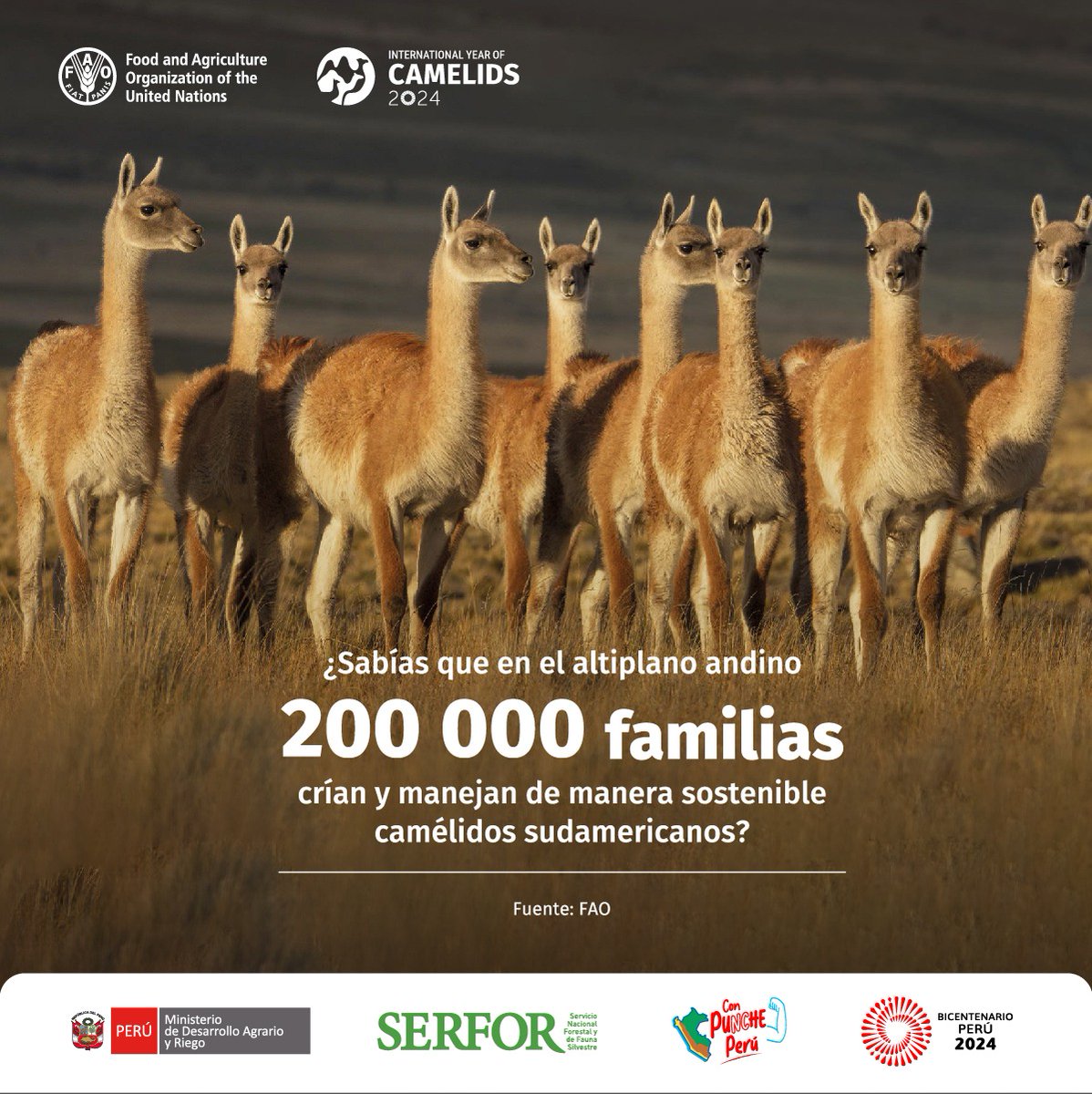 Serfor Perú tweet media