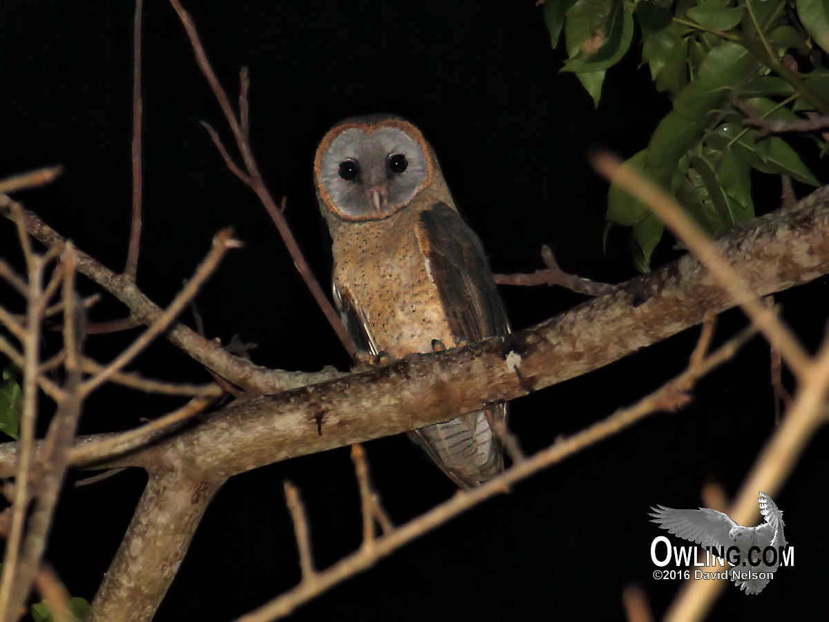Optics4Birding's tweet photo. The Ashy-faced Owl is endemic to the island of Hispaniola although is most prevalent and commonly seen on the Dominican Republic side of the island. #Owls #Optics4Birding https://t.co/e9ZL4nbS3n