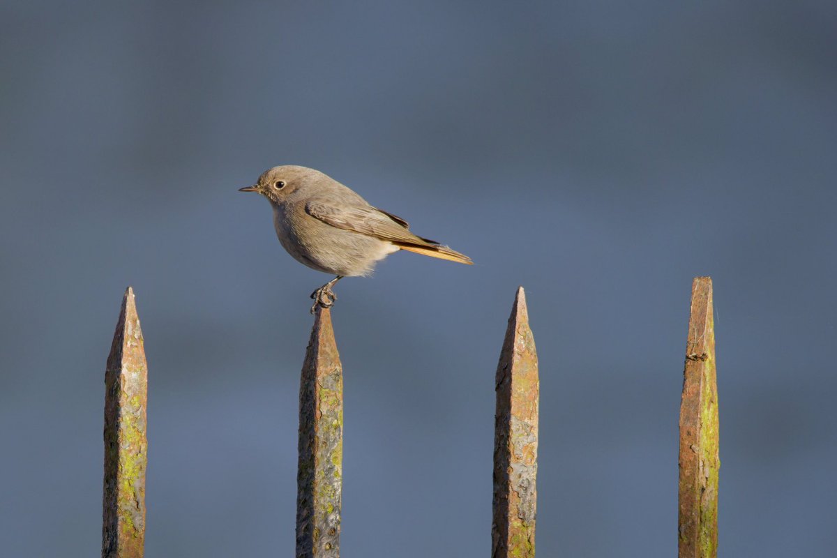 Neil_TFFD's tweet photo. Black Redstart showed well this morning around St Albans Cathedral and a relaxed Kingfisher obliged in Verulanium Park. #Hertsbirds @Natures_Voice https://t.co/JQRX9Ej6sn