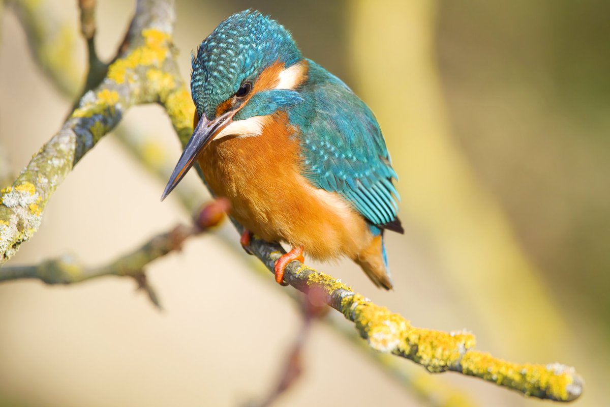 Neil_TFFD's tweet photo. Black Redstart showed well this morning around St Albans Cathedral and a relaxed Kingfisher obliged in Verulanium Park. #Hertsbirds @Natures_Voice https://t.co/JQRX9Ej6sn