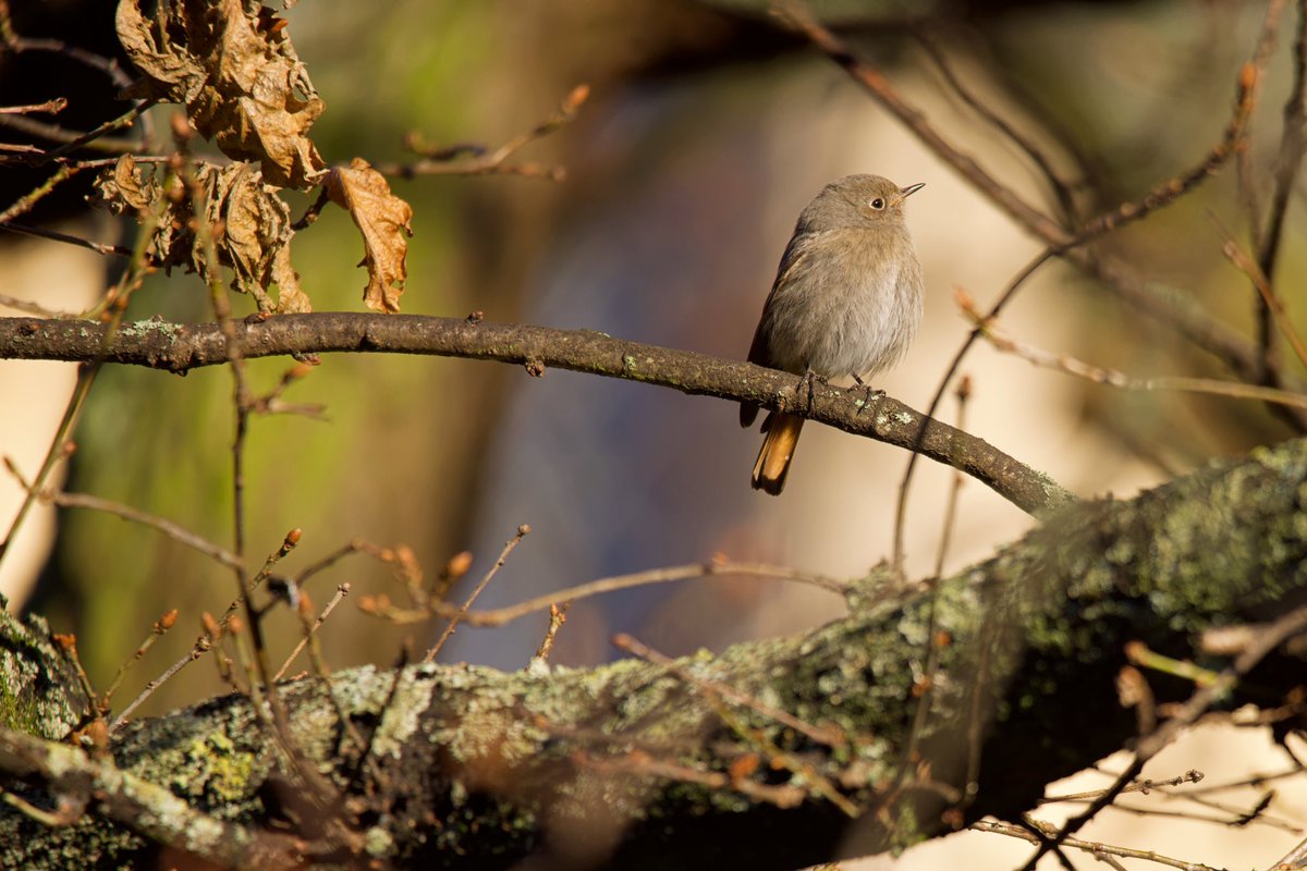 Neil_TFFD's tweet photo. Black Redstart showed well this morning around St Albans Cathedral and a relaxed Kingfisher obliged in Verulanium Park. #Hertsbirds @Natures_Voice https://t.co/JQRX9Ej6sn