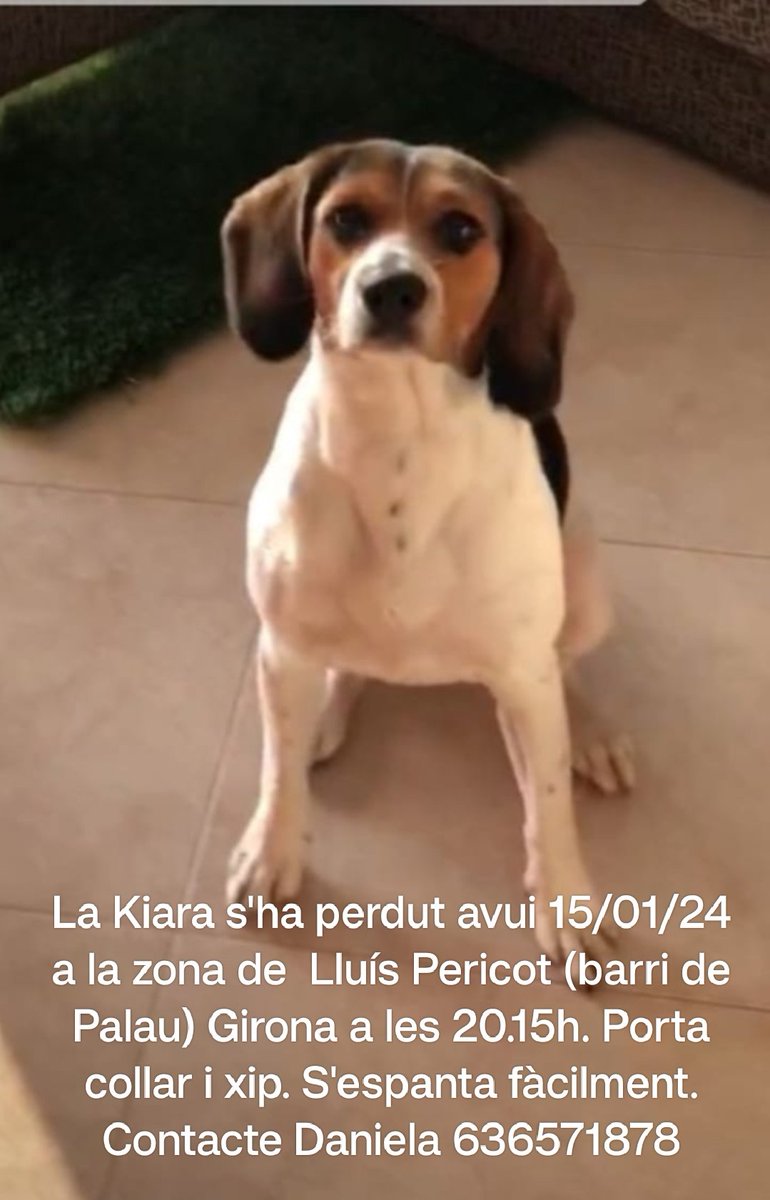 krkmu's tweet photo. La Kiara s'ha perdut a les 20.15h dia 15/01/24 a la zona de Lluís Pericot de Girona.
Porta collar i xip. 
És espantadissa.
Difusió si us plau!
#xarxagironaperduts https://t.co/DvKLAxsMu2