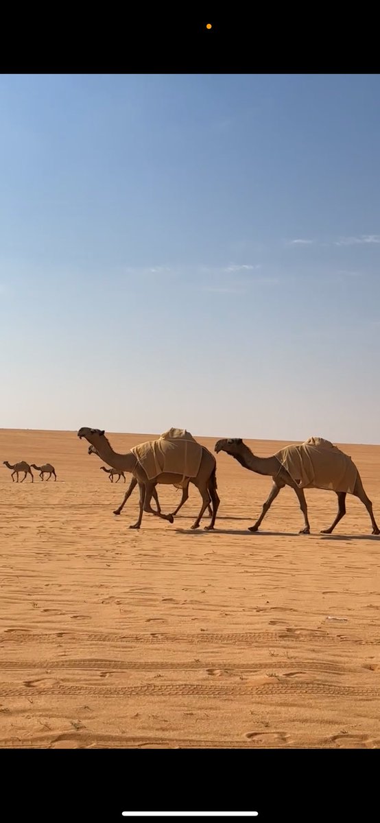 mn755w's tweet photo. الفلك تسبح مصابيحه على الدنيا رقايب 
والقمر لـ غاب جاتك بنت ابوهاا في مكانه

الله الله كيف سلسالك على لبتك ذايب ؟ 
احترق سعر الذهب في اللبه وضاع لمعانه 

والله الله ياعيون الي من المهاد هايب
حولت به من ترابيع السماء بنت السماانه

#حشارة القود🔥
#شيخة القود 🔥 https://t.co/Nn9jEIbC2b