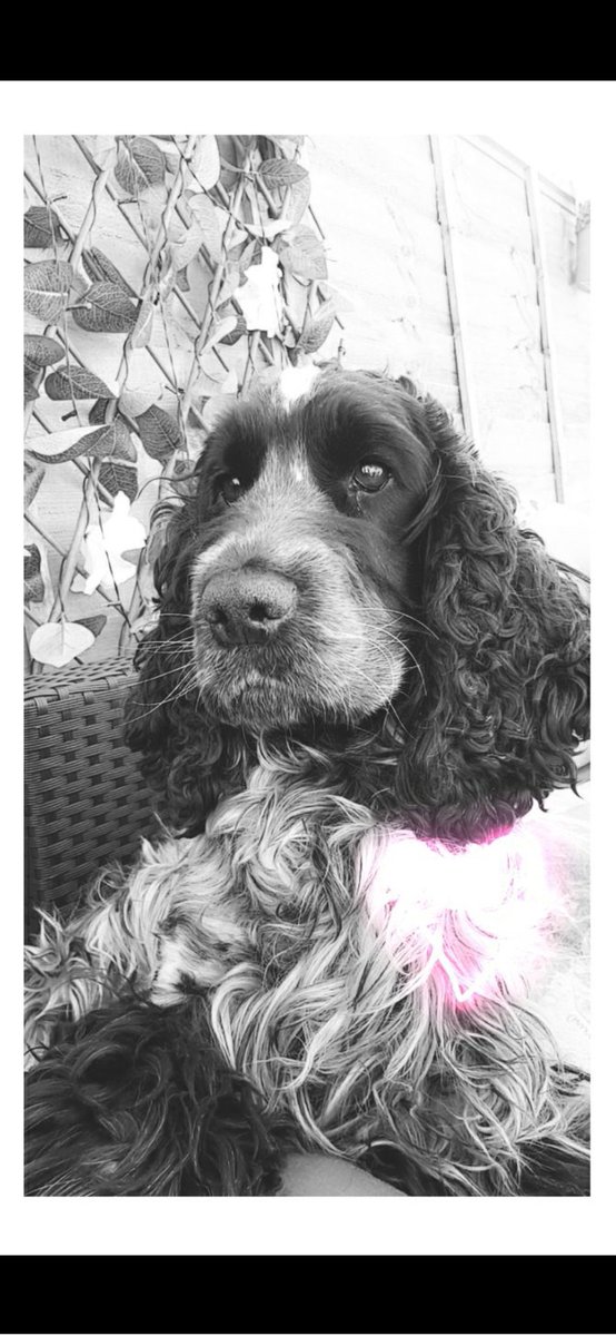 NatJK's tweet photo. @JoeBangles11 Bluebelle (boo) the cocker spaniel and Max her rescue dalmatian husband (right) 😉 Max thinks its blue Monday because no one shared their 🧀 cheese with him 😀 https://t.co/TEd9SoC1Z1
